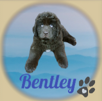 Bentley_1
